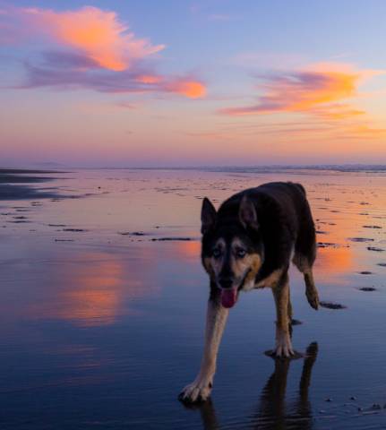 Your dog will love the sunsets at the beach Dog at sunset on the beach