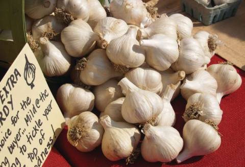 Garlic for sale