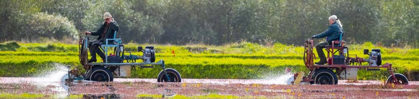 Cranberry Harvesting Long Beach Washington