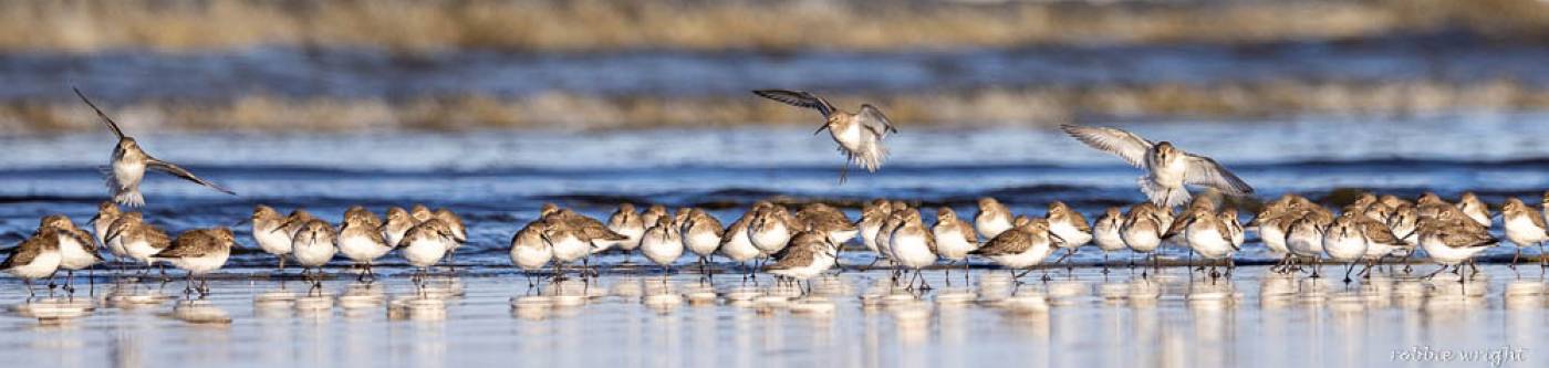 Western Sandpipers Ocean Park WA