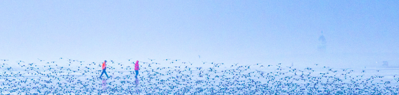 Sandpipers fly by as a couple walk back 